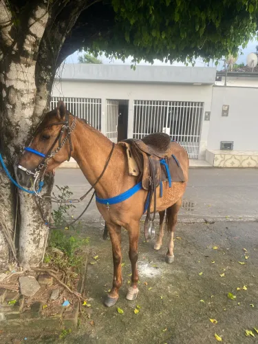 Égua bacheira