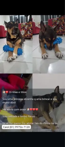 Cachorra para doação com ajuda de custo mensal