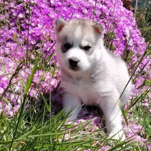 Filhotes de Husky Siberiano | Carinho que conquista naturalmente.