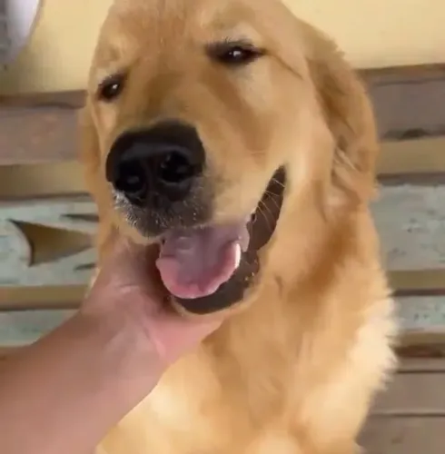 Golden retriever macho
