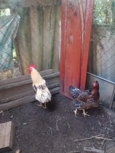 Galo e galinha