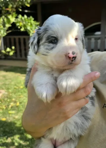 Border Collie com Pedigree