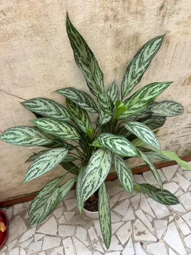AGLAONEMA CAFÉ DE SALÃO 