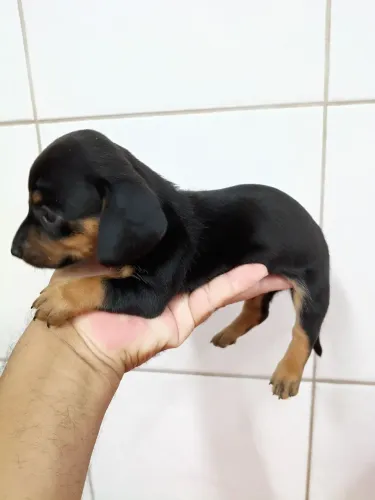 Filhote dachshund Cofap Basset macho preto canela