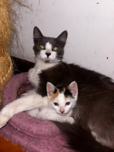 Gatos pra adoção