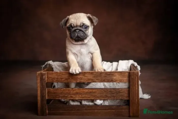 Neném pug brincalhão com saúde em dia e contrato de venda dócil