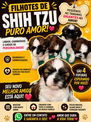 Filhotes de Shih Tzu  puro