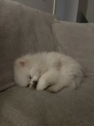 Spitz Alemão lindo demais