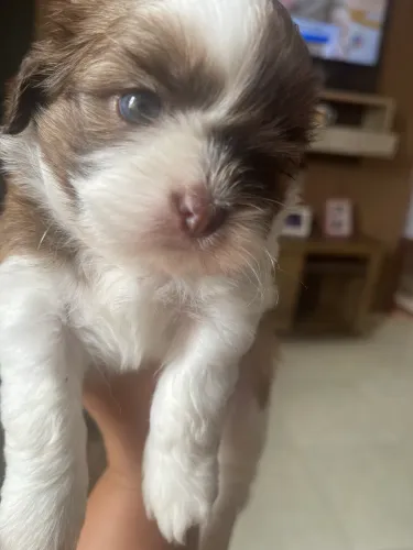 Vendo lindo filhote de shih tzu
