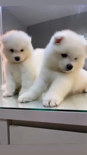 Samoiedas machos 
