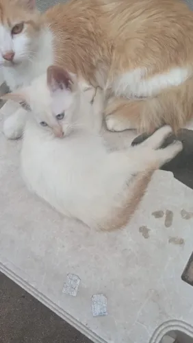 Doação de filhotes de gato ? 