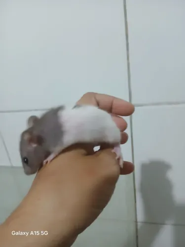 Rato Twister filhotes