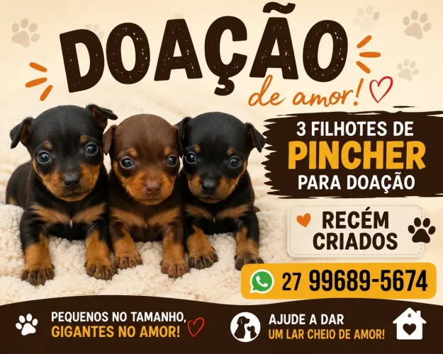 Filhote de pincher para doação 