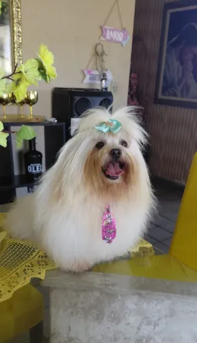 Lhasa Apso a procura de cruza