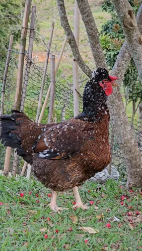 Ovos galados de galinha Balão GSB