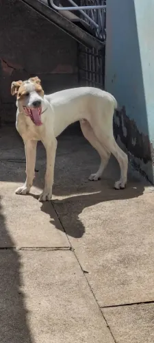 Doação de cachorro 