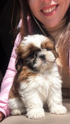 Shihtzu