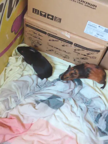 Porquinho da índia casal