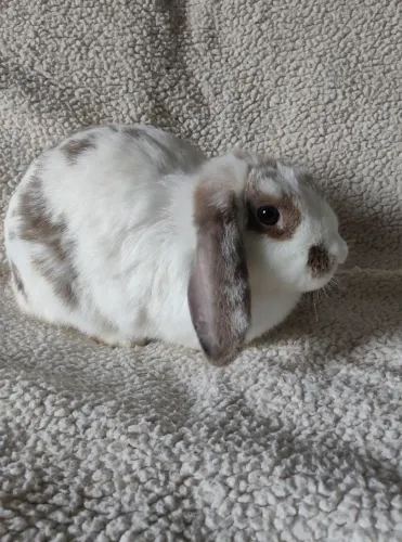 Coelha mini lop uruguaio bicolor