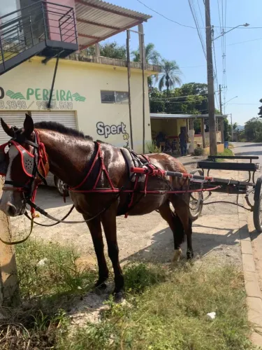 Cavalo e charrete 