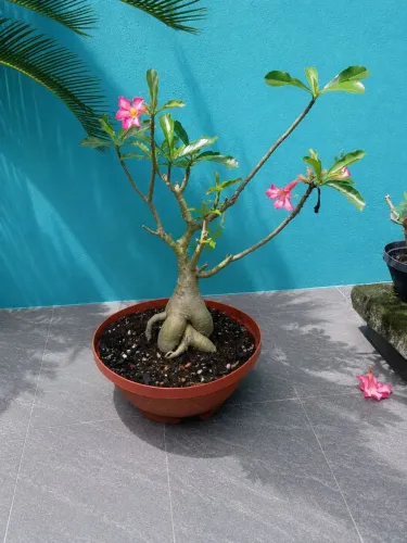 Rosa do Deserto 