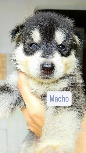Filhotes de Husky Siberiano disponíveis