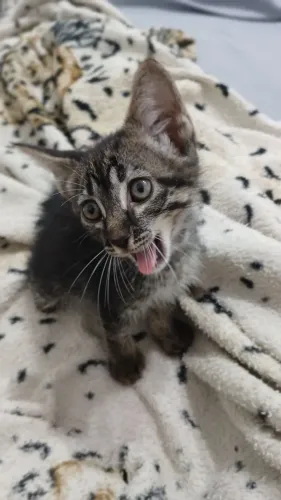 Gatinha para doação