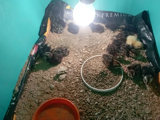 Pintinhos de codorna gigante