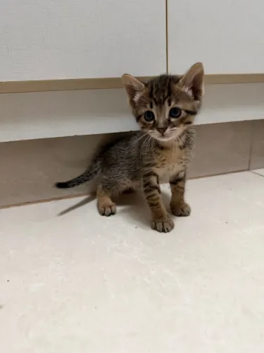 Doação gatinha fêmea ARAçatuba