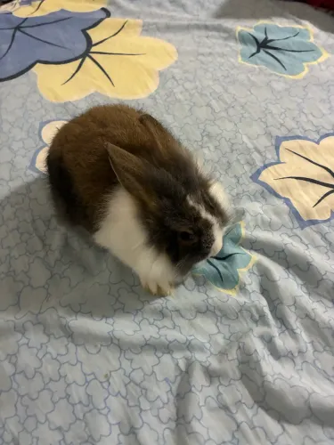 Mini coelho laion