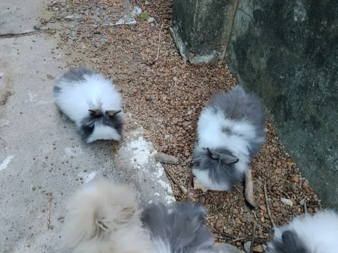 Coelhos cabeça do Leão 