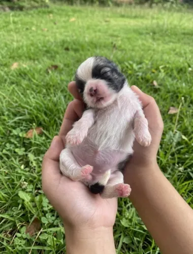 Filhote Shih Tzu Puro Cachorro Macho e Fêmea