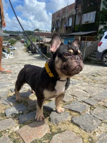 Bulldog francês exótico cruza ou venda