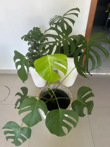 Plantas diversas