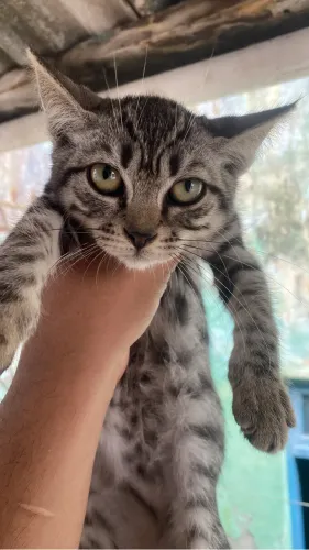 gatos para adoção(Só chamar interessados por favor!!!! *293