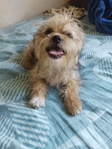 Vendo cachorro Cheetos