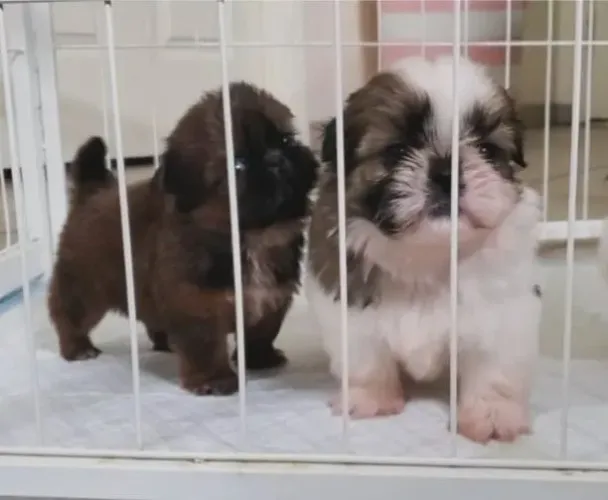 Filhotes de Shih Tzu | Sempre espalhando carinho.