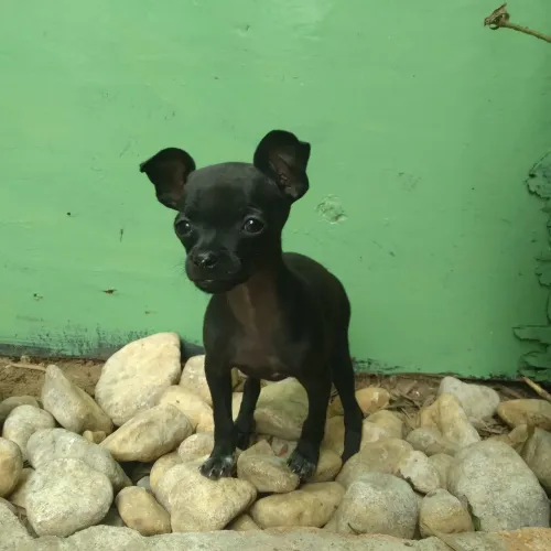 Vendo filhote de pinscher macho com 60 dias..