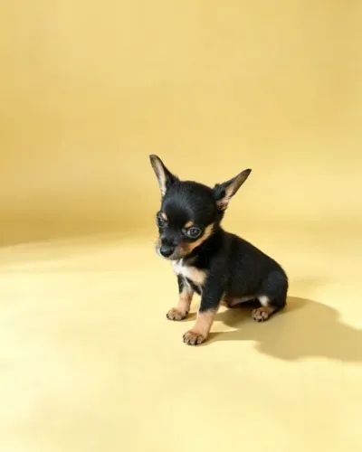 Pinscher mini