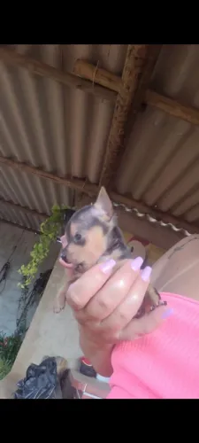 Pincher macho 0