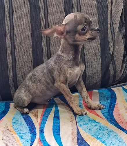Filhotes de chihuahua MACHO
