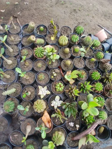 Suculentas lembrancinhas