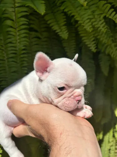 Bulldog Francês