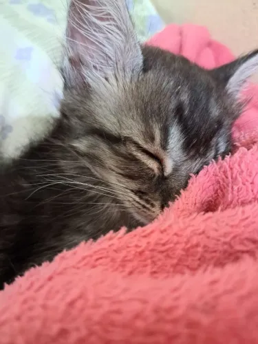 Gatinho filhote para adoção