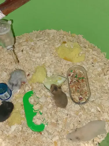 Hamister