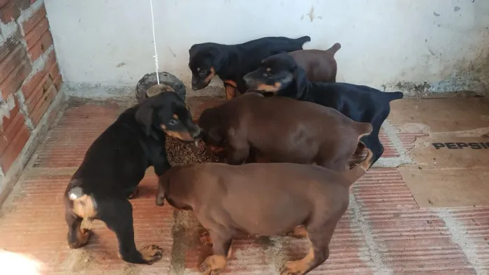 Dobermann disponível 