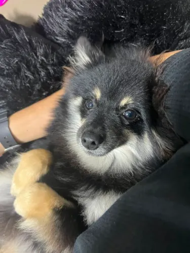Spitz alemão 