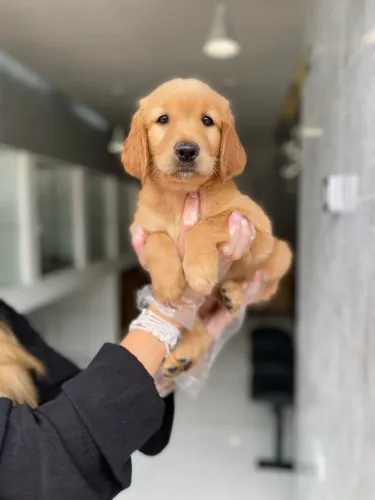 Golden Retriever Encantador - Doce, Brincalhão e Cheio de Amor