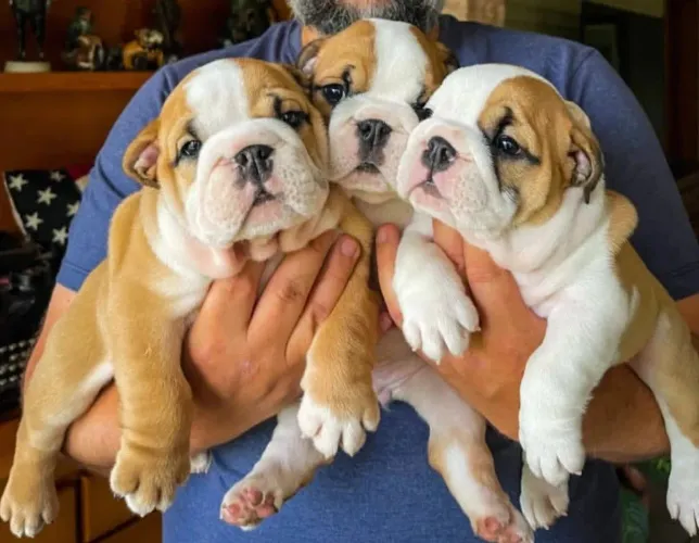 Filhote de buldogue ingles