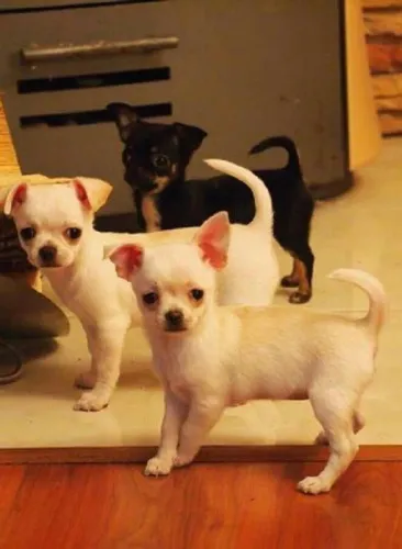 Chihuahua filhotes lindos 